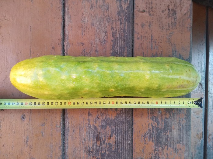 Pikabushnik cucumber - My, Cucumbers, 49 and 5