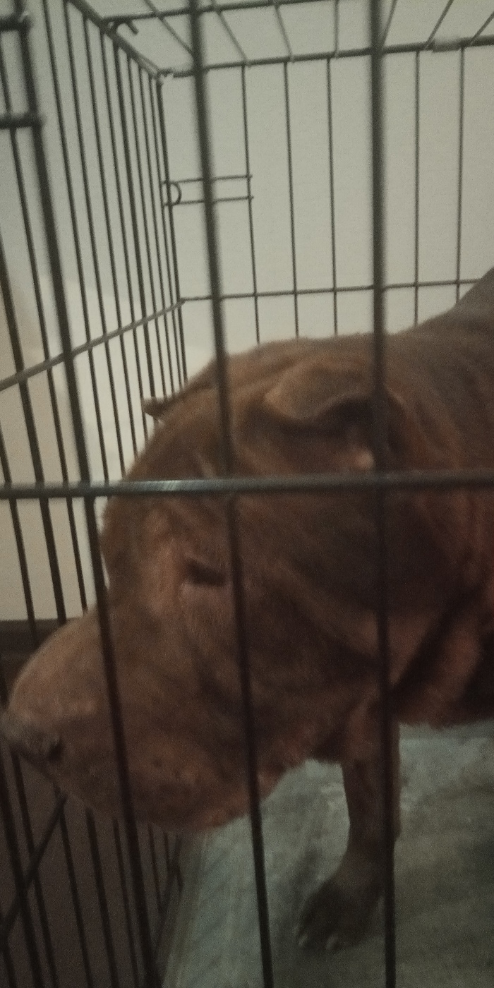 Found Shar Pei, 8 years old, male. - Yekaterinburg, The dog is missing, Found a dog, Shar Pei, No rating, Pets, Longpost, Dog