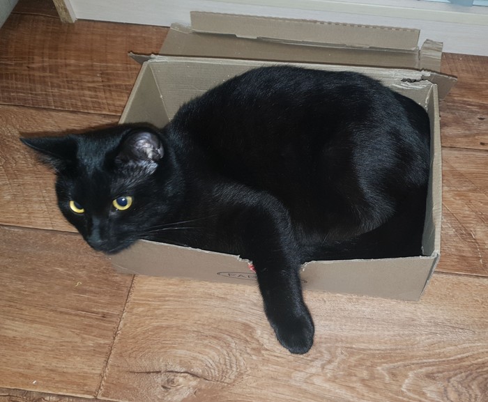 shoved - My, Catomafia, cat, Black cat, Box, Box and cat