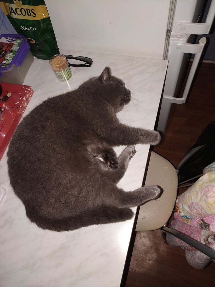 Когда устал так, что не дойти до дивана Кот, Британский кот, Длиннопост