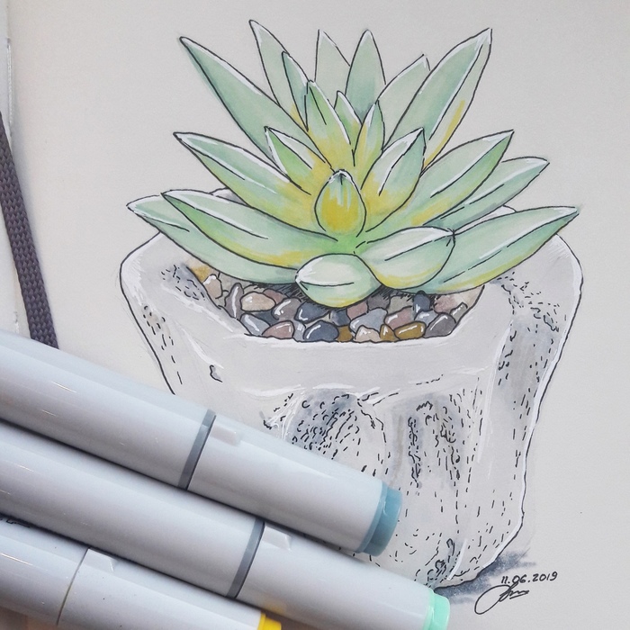 Succulent - My, Succulents, Sketch, Sketchbook, Alcohol markers, Liner, Drawing, Marker