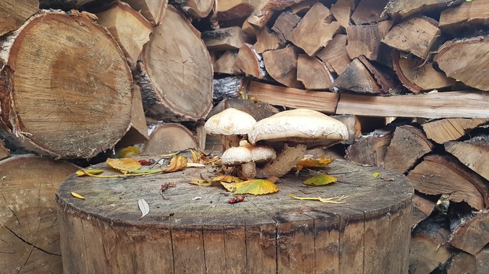 sprouted - My, Mushrooms, Firewood, Longpost