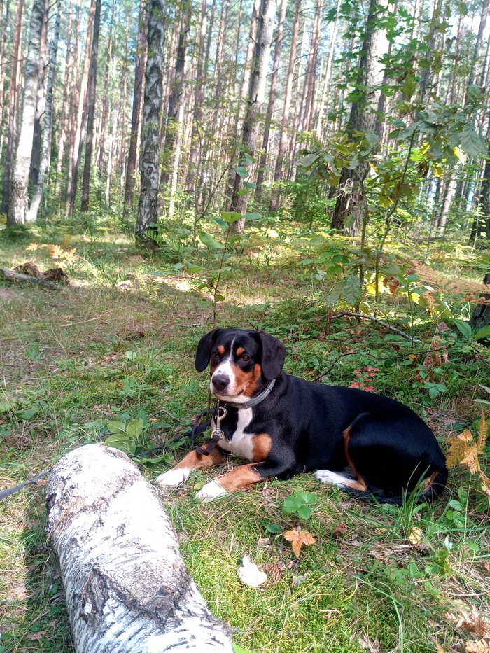 Entlebucher - Sennenhund, Dog, Entlebucher