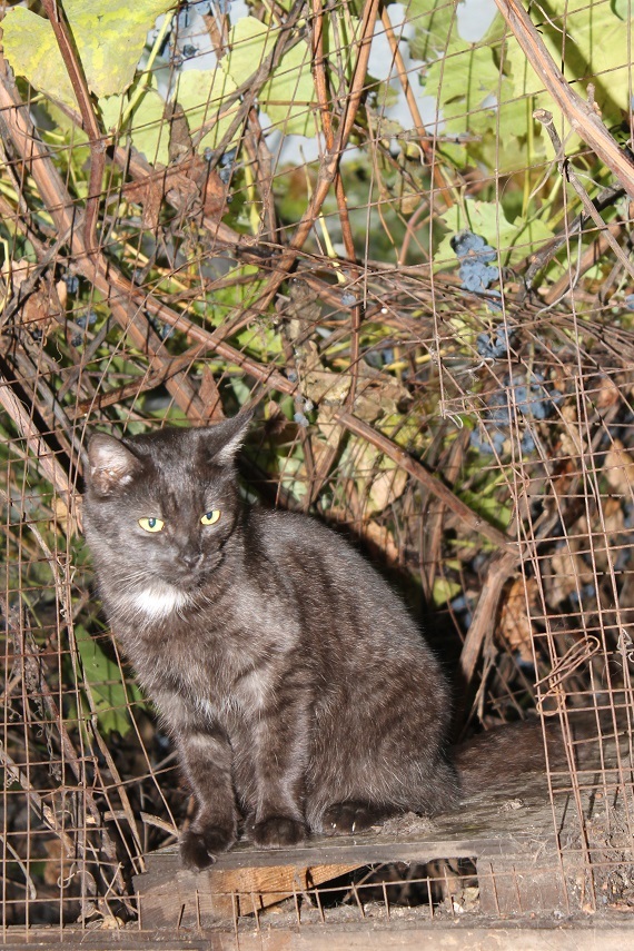 Мой личный Котоленд 199 - Моё, Кот, Приют, Добро, Липецк, Котоленд, Помощь, Длиннопост, В добрые руки, Без рейтинга, Доброта, Приют Котоленд