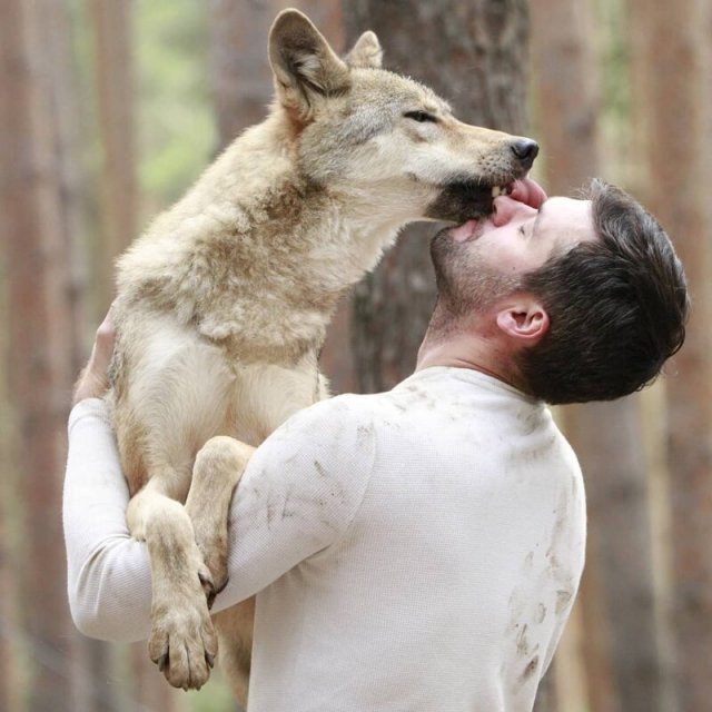 A businessman who tamed wolves is gaining popularity on Instagram. - Wolf, Pets, Pet, beauty, Longpost