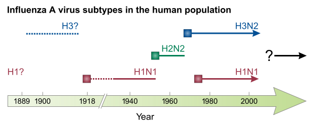 H1N1 - from the Spanish flu to the present day: zero boy and pandemics. - My, The medicine, Flu, Scientaevulgaris, Story, Epidemic, Virus, Pandemic, Longpost