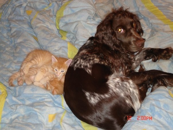 In memory of Martha - My, Dog, Russian spaniel, Parting, Best friend, Longpost, Negative, Death, Pets