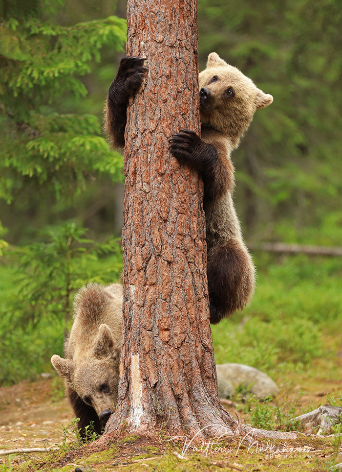 bear fun - Bear, , The photo, Longpost, The Bears, Entertainment