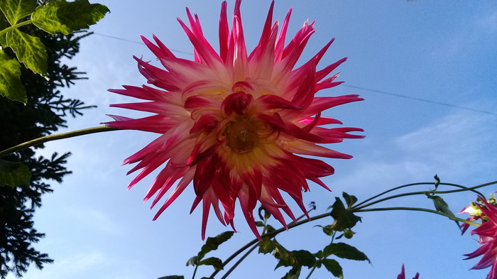 dahlia and sky - My, Sky, Flowers, Dahlias