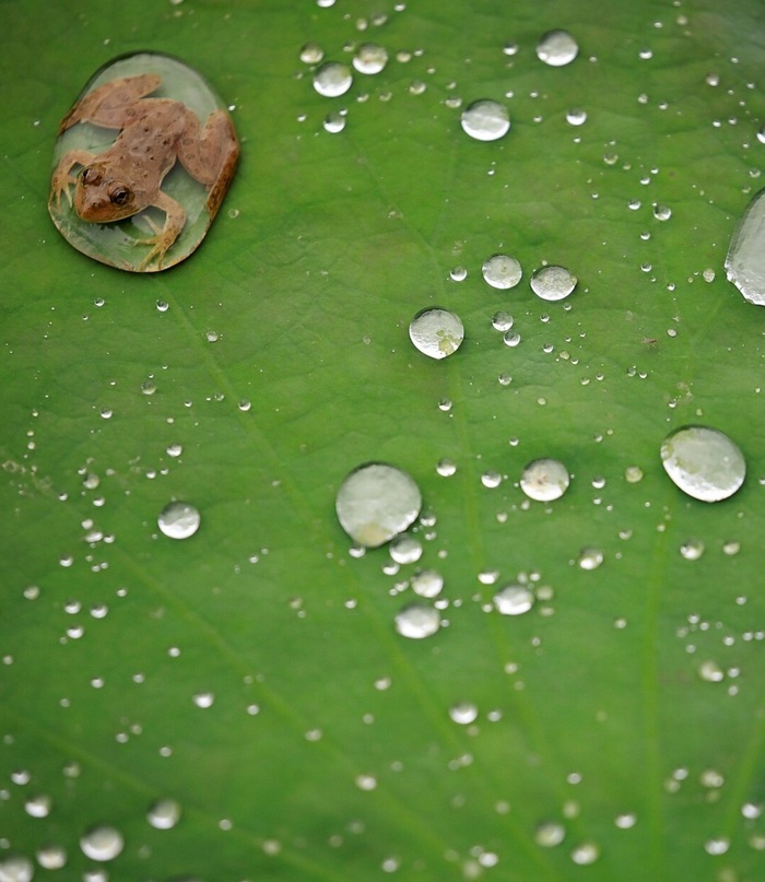 Frog on lotus leaf after rain - The photo, Leaves, Drops, Frogs, Lotus