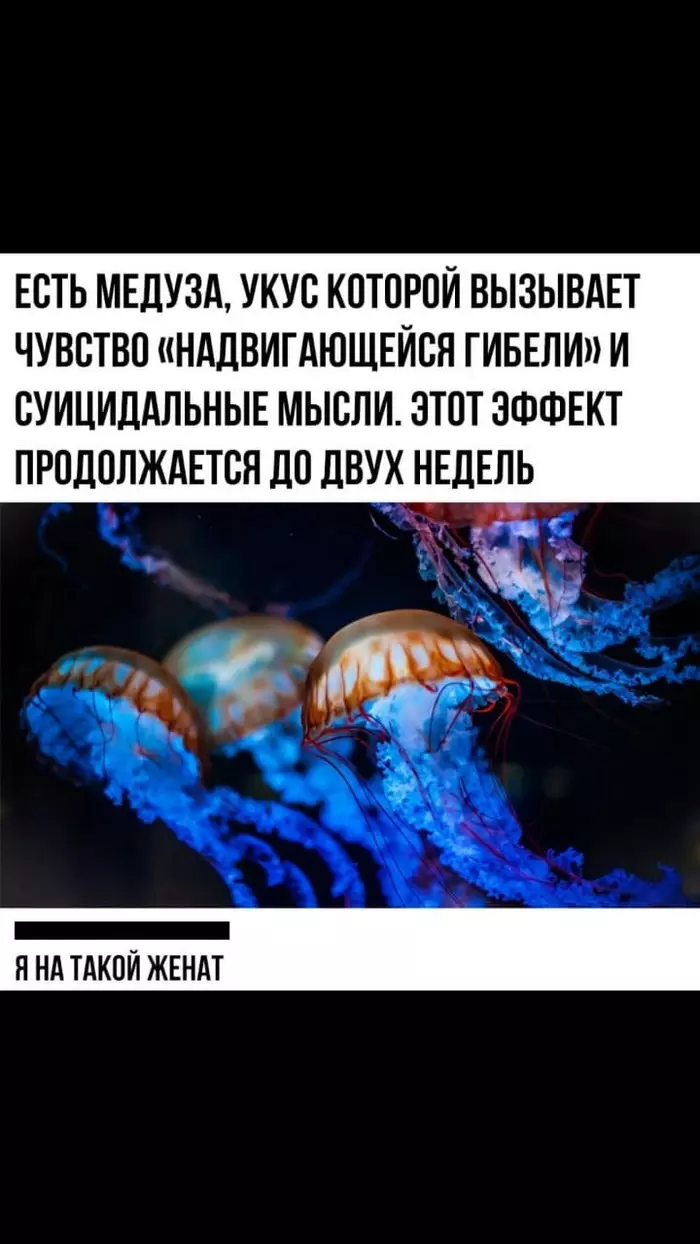 It's true...))) - Humor, Family, Jellyfish, Picture with text, Jellyfish