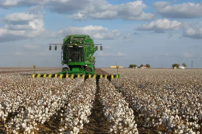 Genetically modified cotton is able to protect itself from pests on its own. - news, The science, GMO, Technologies, Cotton, Ecology, Scientists, Сельское хозяйство, Longpost