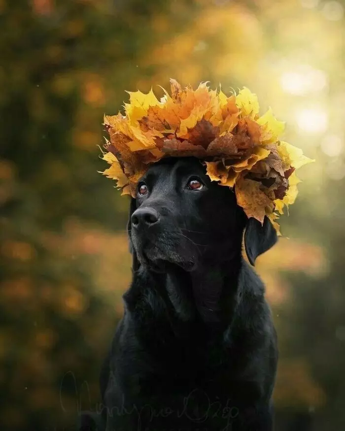 What is autumn? This is a dog. - Honestly stolen, Autumn, Beautiful, Milota, Longpost, Dog