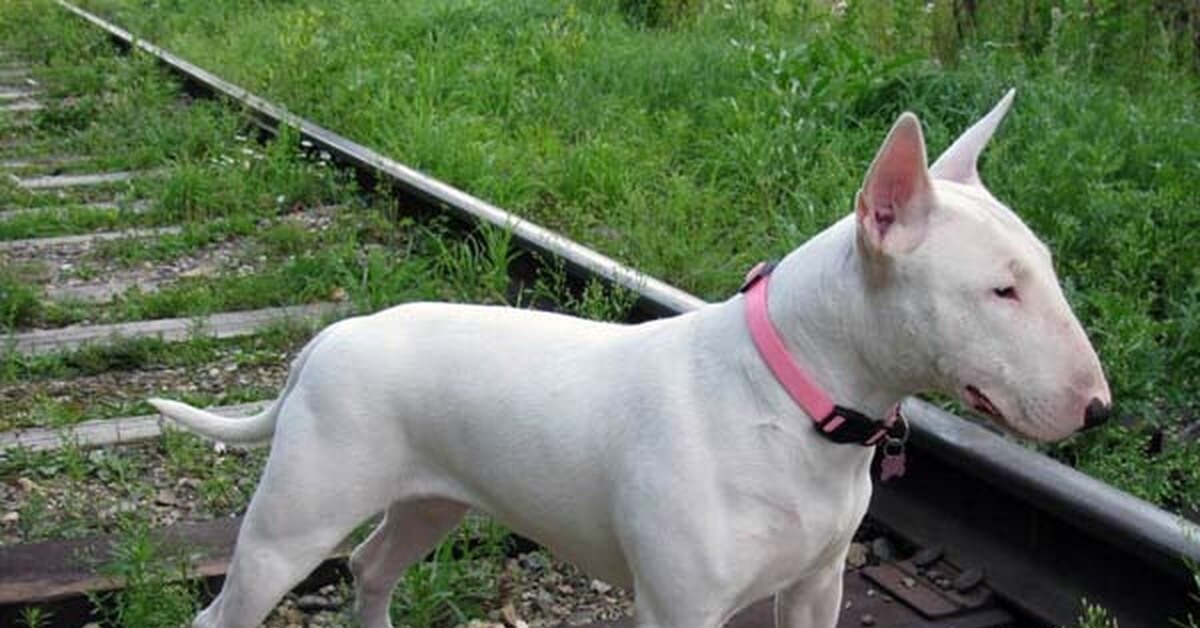 Бультерьер похожие породы. Иранский бультерьер. Бультерьер похожие породы. Бультерьер похожие породы. Бультерьер 2022.