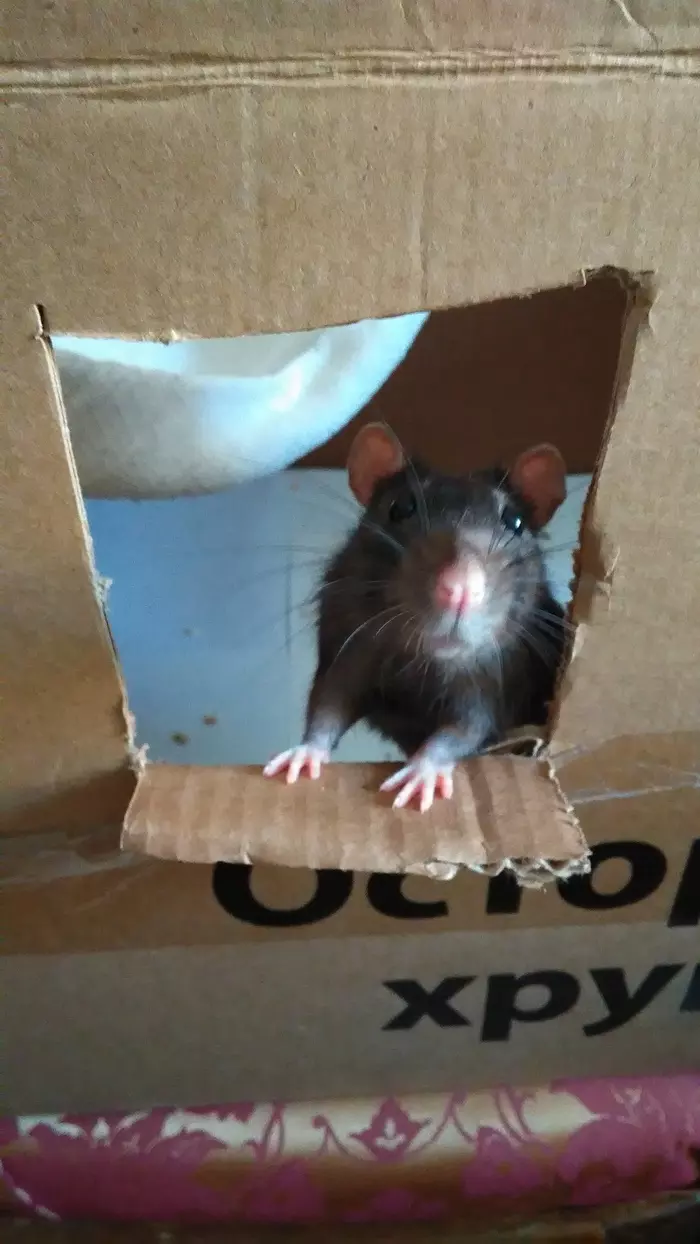 Got something to chew on? - My, Rat, Box, House