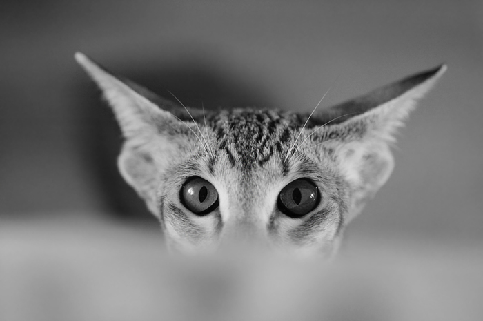 А чё уши-то сразу? На себя посмотри!..