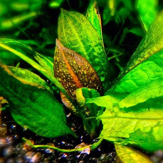 I am launching a self-sustaining nano-aquarium herbalist for 30 liters. - My, Aquarium, , , Yandex Zen, Longpost, Aquarium herbalist