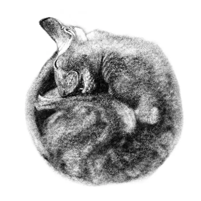 Purrfect circle - Моё, Кот, Арт, Круг, Идеально, Цифровой рисунок, Procreate, Длиннопост