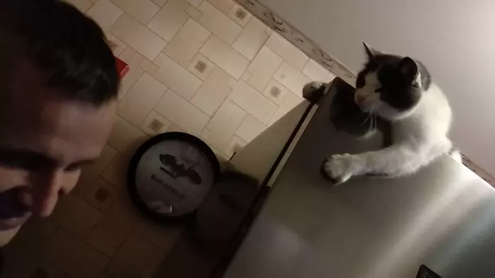 The refrigerator is mine and everything in the refrigerator is also mine)) - My, cat, Refrigerator, Greed