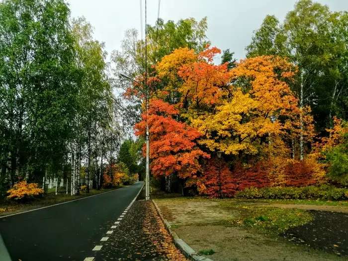 Autumn - My, Autumn, Leningrad region, Komarovo, Mobile photography