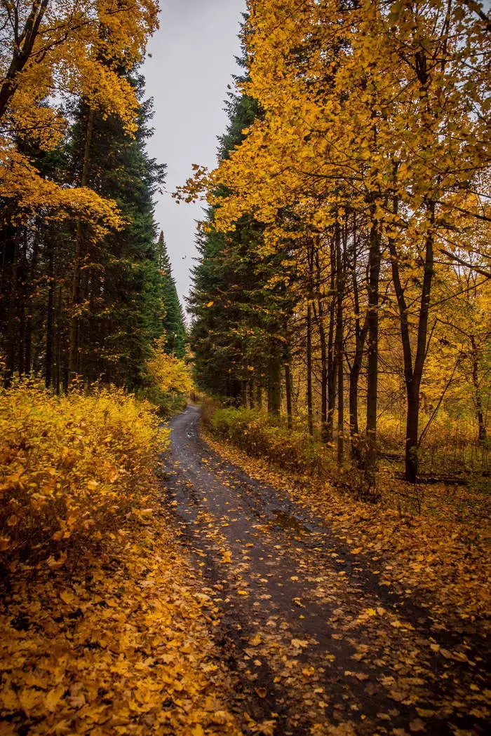 Road - My, Autumn, Road, Leaves
