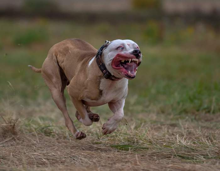 Thunder rumbles, the earth shakes... Gabi rushes to the finish line - My, Dog, Pitbull, , Coursing, Friend of human