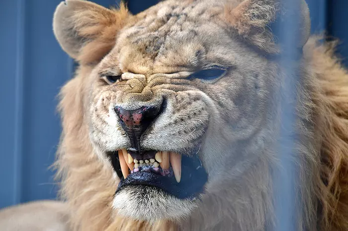 Not a lion and not a tiger: the first liger in the Far East settled in the Primorsky safari park - My, Liger, Nature Park, Zoo, Дальний Восток, Animals, Wild animals, Safari Park, Vladivostok, Video, Longpost