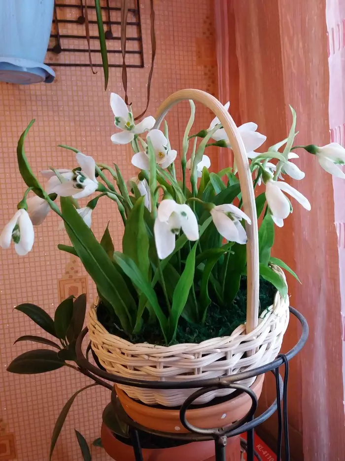 A few snowdrops. - My, Snowdrops, Cold porcelain, Longpost, Needlework without process, Snowdrops flowers