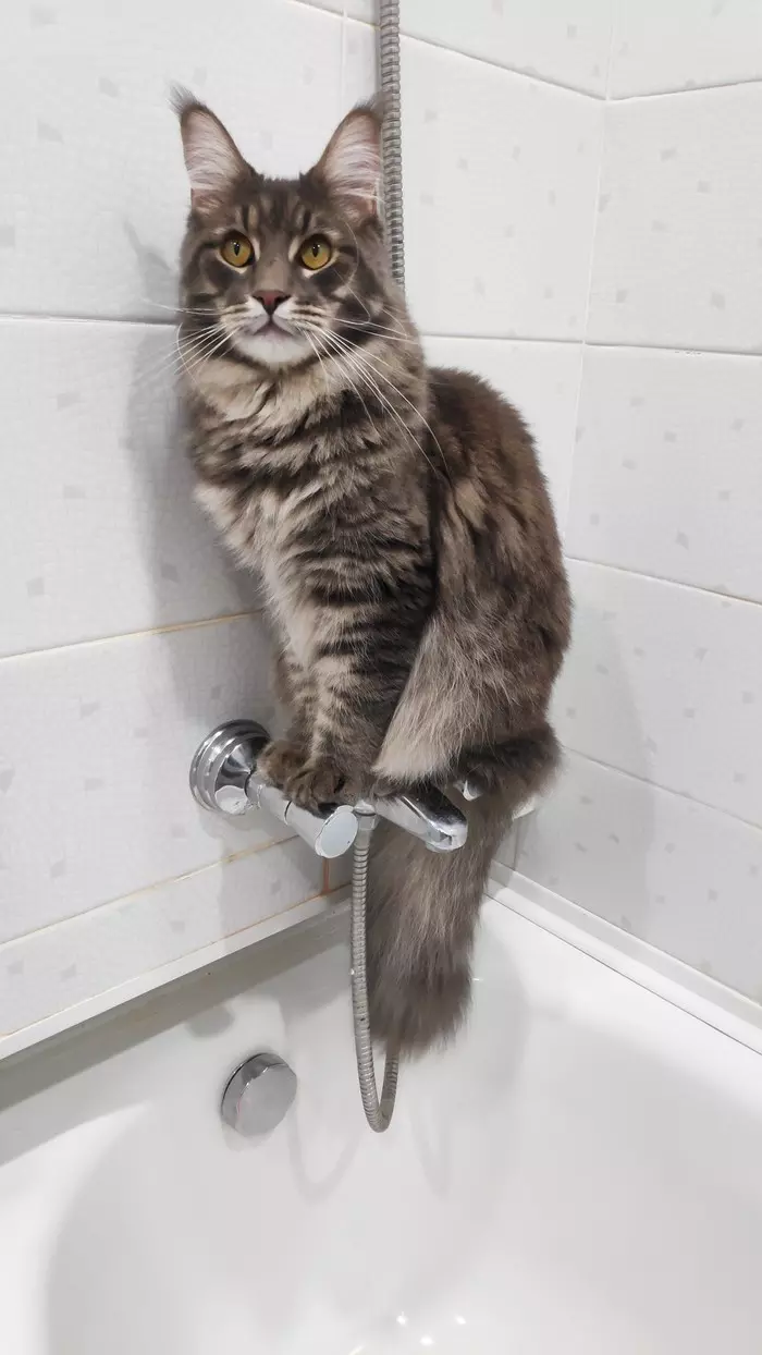 Cat on a perch 2.0 - My, Catomafia, Maine Coon, cat, Mobile photography, Bathroom, Pets