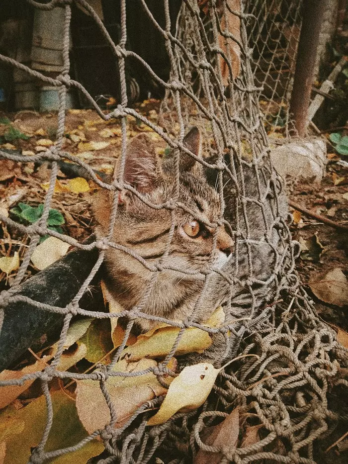 pumpkin cat - My, The photo, Autumn, cat, Catomafia, Longpost