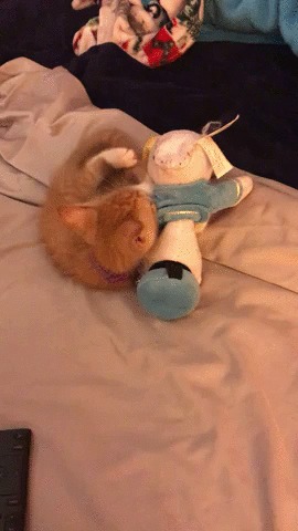 Не снимайте меня, я не причесана! Кот, Котята, Котомафия, Домашние животные, Мягкая игрушка, Милота, Гифка