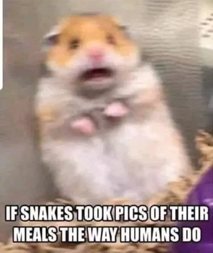 If snakes took pictures of food the way people do... - Hamster, Memes