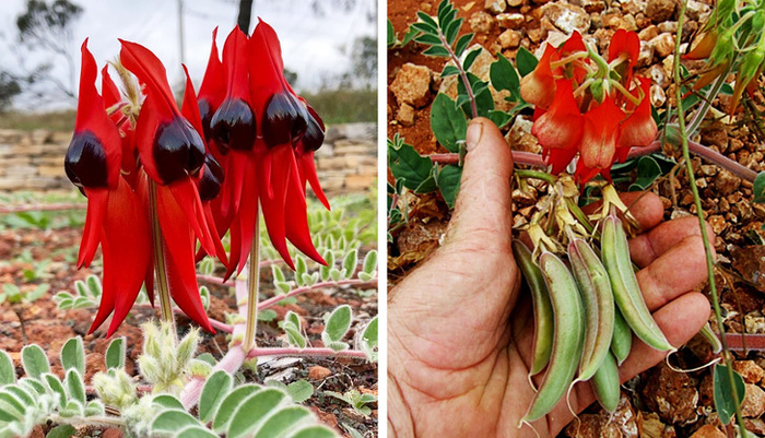 Необычные продукты о которых вы могли и не знать Продукты, Необычная еда, Познавательно, Экзотическая еда, Длиннопост Необычные продукты о которых вы могли и не знать Продукты, Необычная еда, Познавательно, Экзотическая еда, Длиннопост