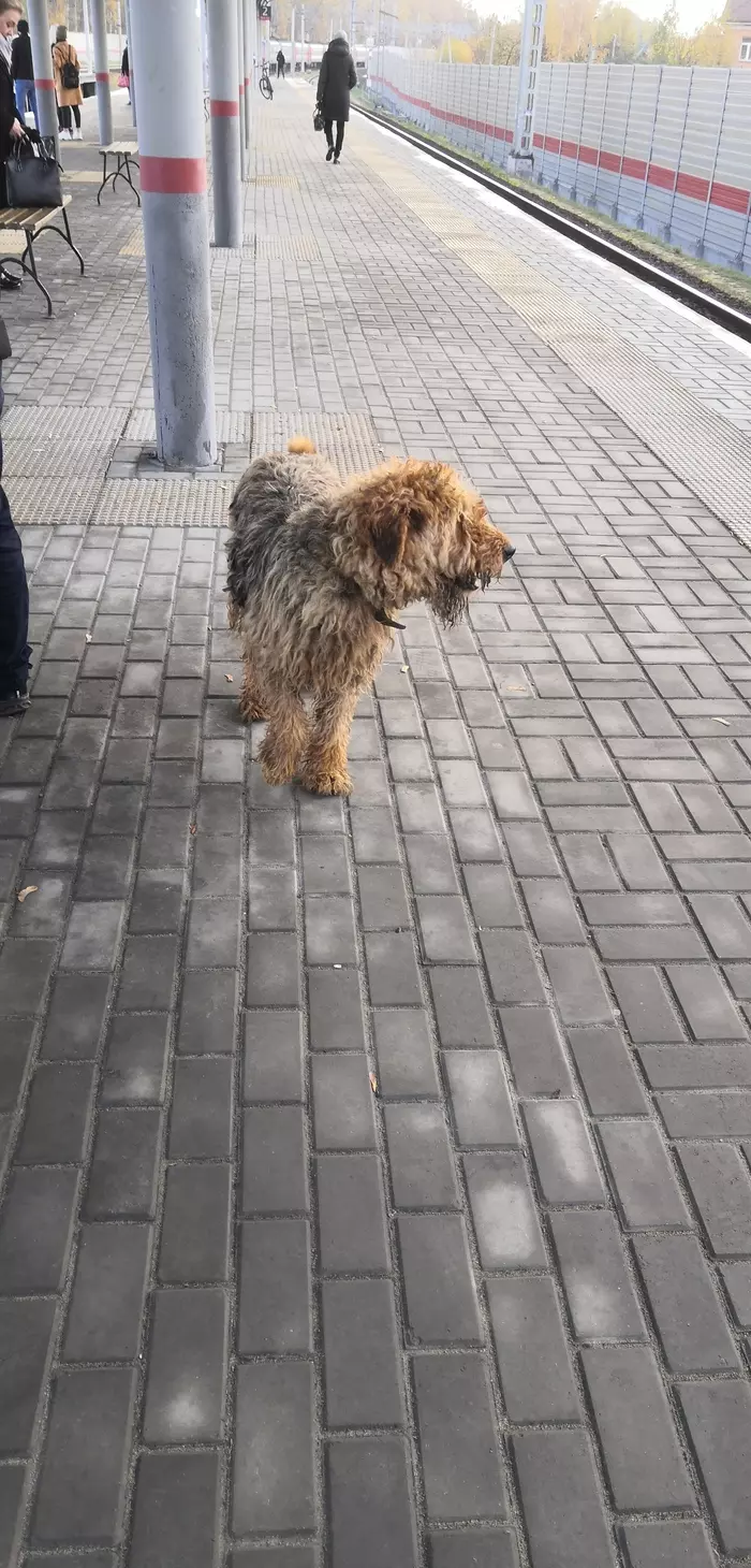 G. Balashikha Nikolskoye wandering dog - Balashikha, Nikolskoye, Dog, Lost, In good hands, Search, No rating, Longpost