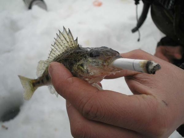 Three friends - My, Unusual surnames, Fishing