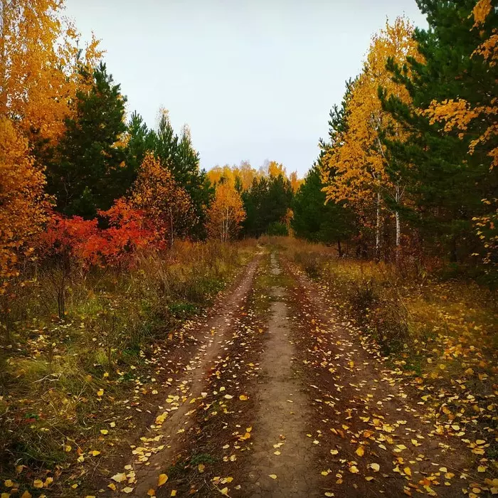 Последние краски осени - Моё, Фотография, Осень, Лес, Листопад, Челябинск, Длиннопост