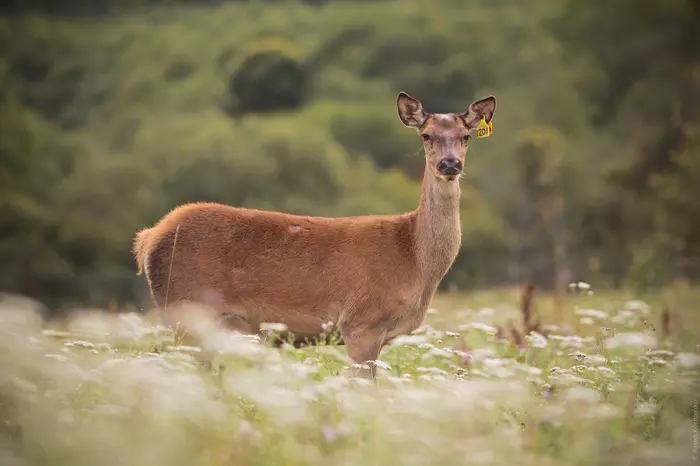 6 New Zealand deer - My, Red deer, Deer, , Fallow deer, New Zealand, Story, Wapiti, Longpost, Deer, Spotted deer