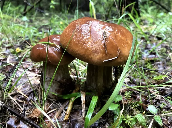 Mushrooms from the phone - My, Mushrooms, Dacha, Mozhaysky District, Moscow region, Longpost