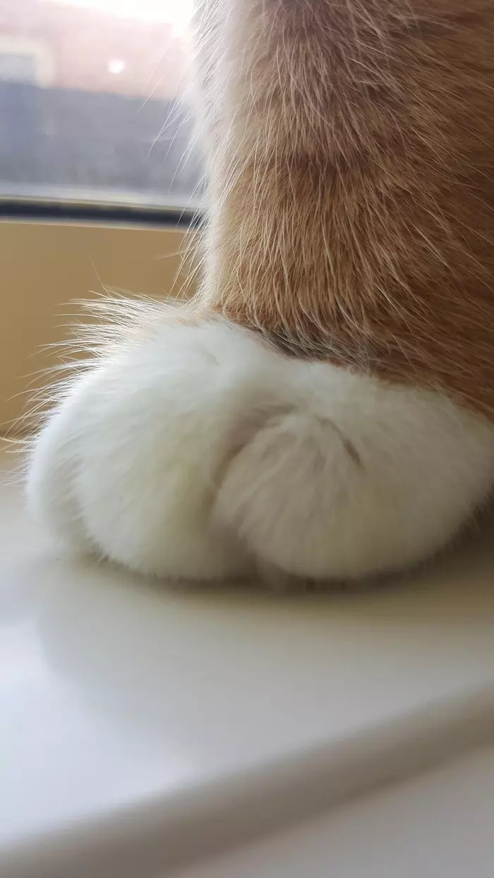 Behold how mighty his paws... - cat, Catomafia, Paws, Milota, soft