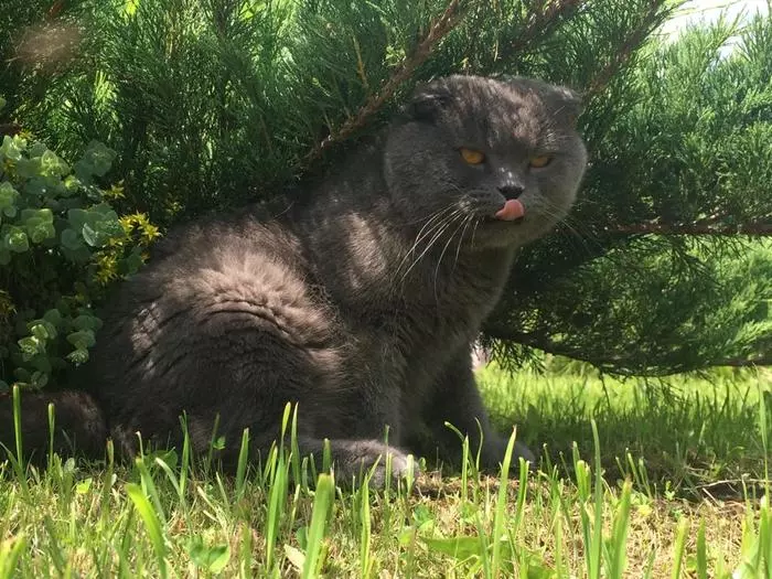 Summer cottage cat - My, Lop-eared, cat, Catomafia, Pets, Longpost