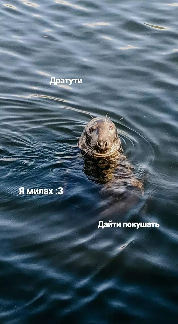 Fur seals :3 - My, Fur seal, A fish, Longpost, Video