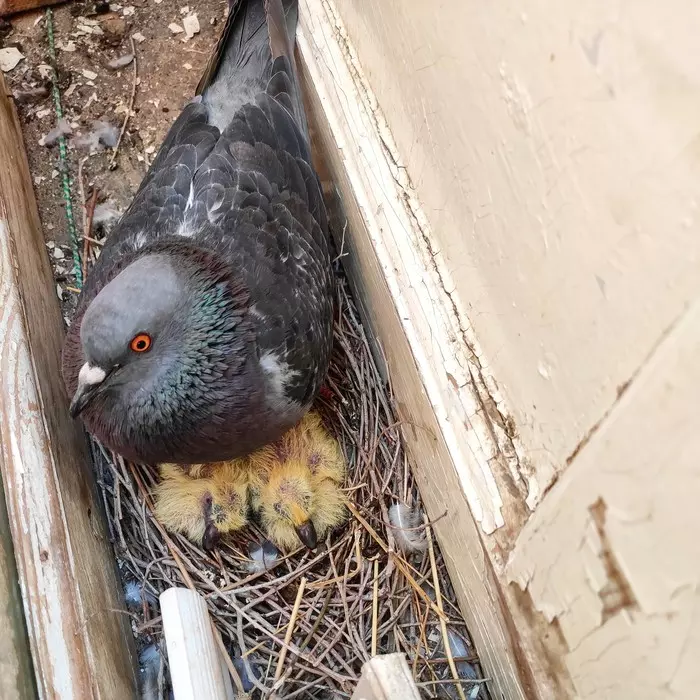 pigeon children - My, Chicks of pigeons, Pigeon, Longpost, Chick