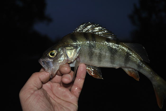 Dip you in the tape. - My, Perch, Carolina, , Spinning, Fishing, Longpost