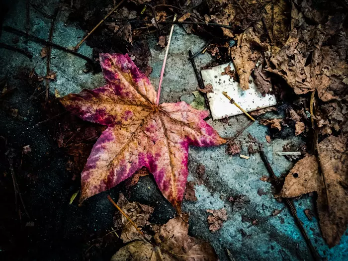 Autumn... - My, The photo, Autumn, Art, Photoshop, Creation, Nature, Beginning photographer