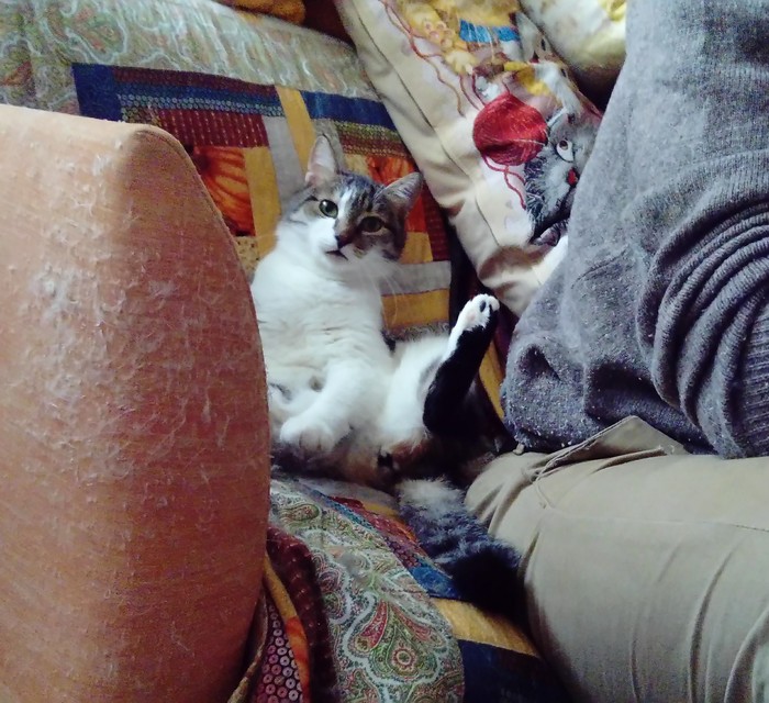 Опрос на 1 минуту