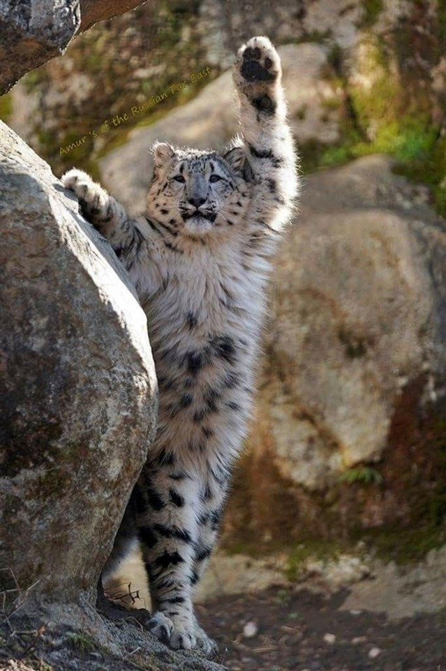 Hi guys! - Wild animals, Young, Snow Leopard, Big cats, Hey