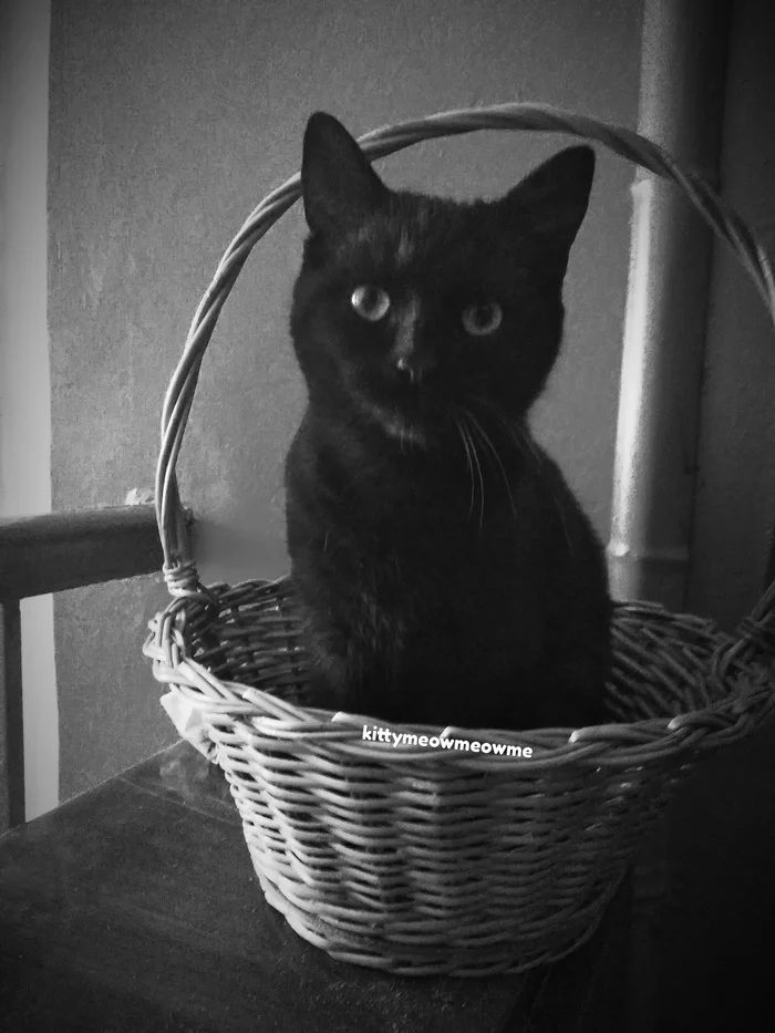 Prince of darkness - My, cat, Prince of darkness, The photo, Black and white, Longpost