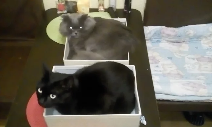 Boxes :) - My, cat, Catomafia, Milota, Box, Box and cat