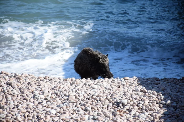 Came to sunbathe - My, Yalta, Gurzuf, Animals, Boar, Animal Rescue, Video, Longpost