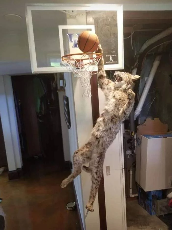 In training - cat, Basketball hoop, Ball, Bounce, Scarecrow, Taxidermy